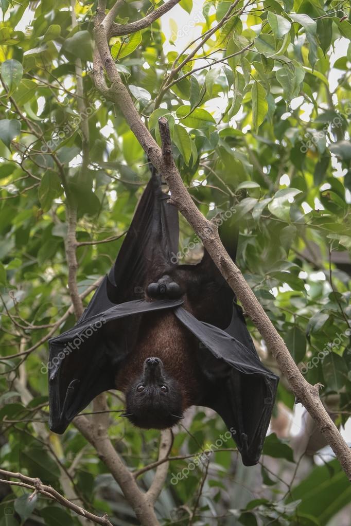 Bat hangs upside down — Stock Photo © rybalov777 99300808