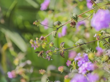 Çiçek lantany arasında uçuş arı