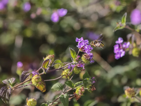 Abeille en fuite parmi les fleurs lantany — Photo