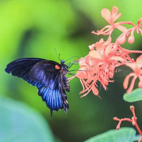 Chic Butterfly sits on colours. — Stock Photo, Image