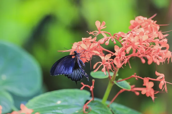 Chic Butterfly sits on colours. — Stock Photo, Image