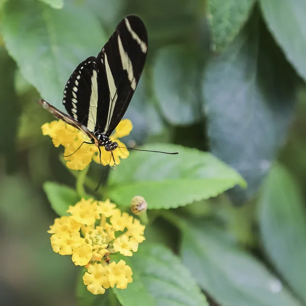 Chic Butterfly sits on colours. — Stock Photo, Image