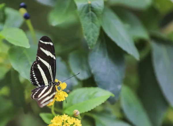 Chic Butterfly senta-se em cores . — Fotografia de Stock