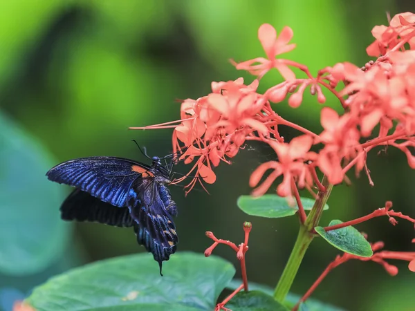 Chic Butterfly sits on colours. — Stock Photo, Image