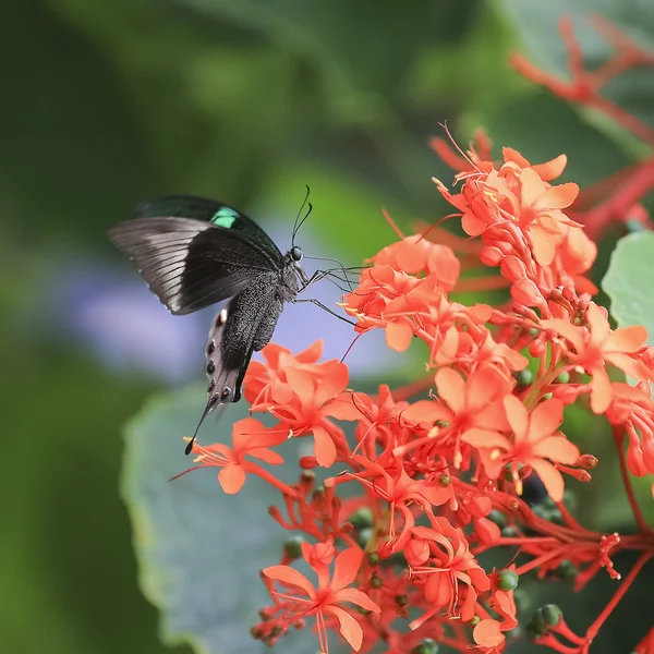 Modne motyl siada na kolory. — Zdjęcie stockowe