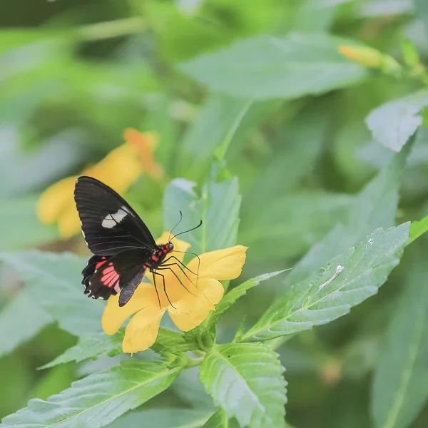 Schicker Schmetterling sitzt auf Farben. Stockbild