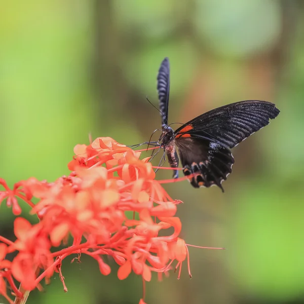 Lovely Butterfly on a green background — Stock Photo, Image