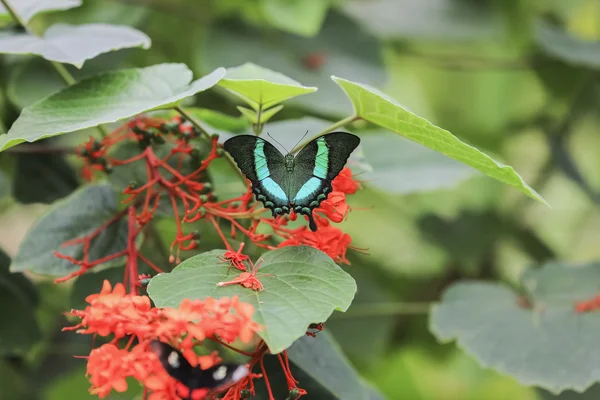 Beau papillon sur fond vert — Photo