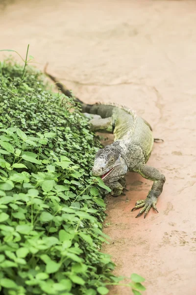 Preciosa iguana verde — Foto de Stock