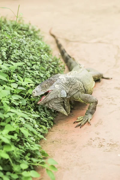 Prachtige leguaan verde — Stockfoto