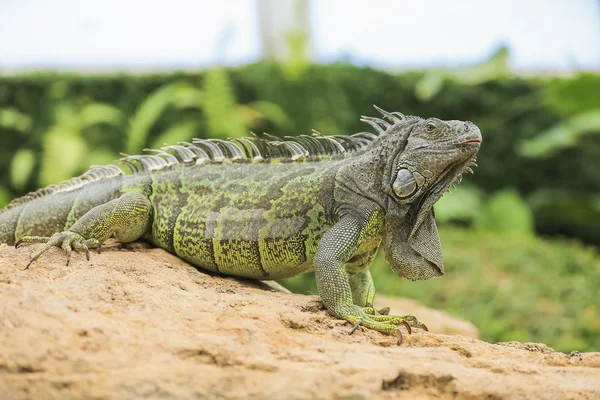 Linda iguana verde — Fotografia de Stock