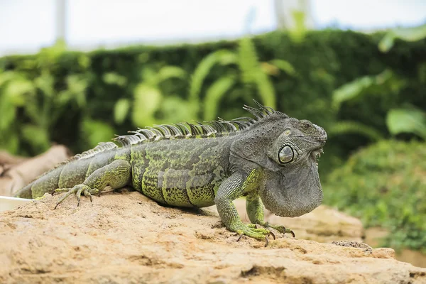 Preciosa iguana verde — Foto de Stock