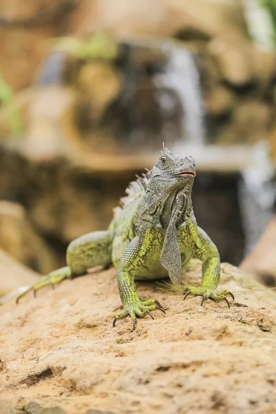 Prachtige leguaan verde — Stockfoto