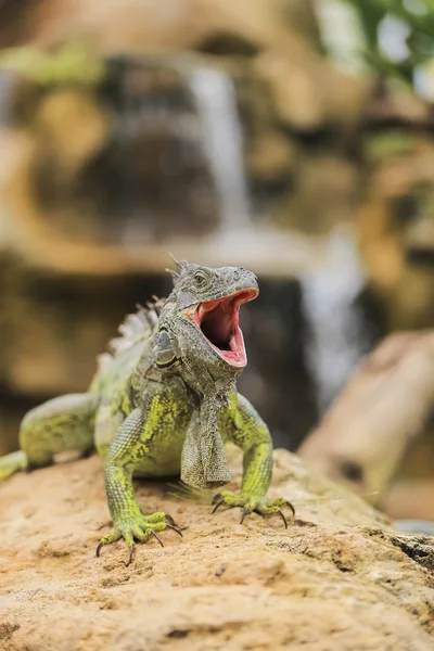 Prachtige leguaan verde — Stockfoto