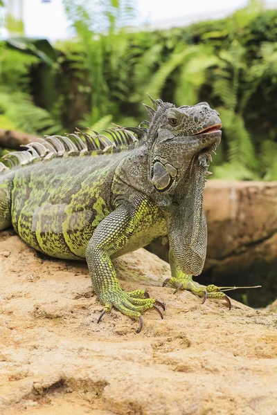 Prachtige leguaan verde — Stockfoto