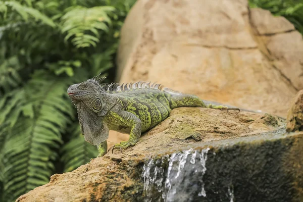 Prachtige leguaan verde — Stockfoto