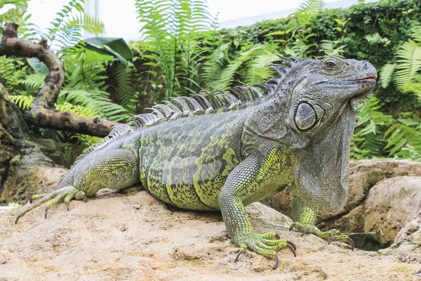 Prachtige leguaan verde — Stockfoto