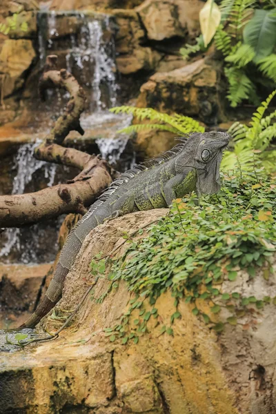 Prachtige leguaan verde — Stockfoto