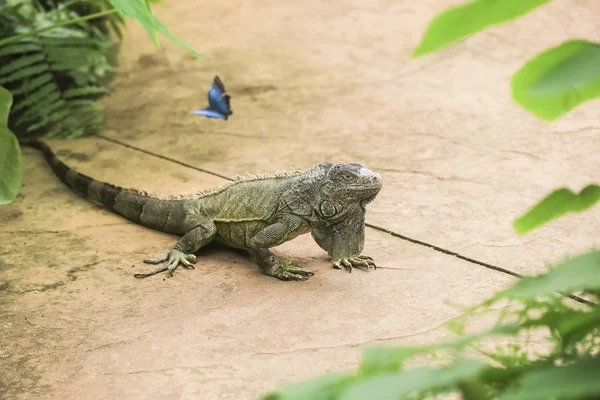 Preciosa iguana verde Fotos de stock libres de derechos