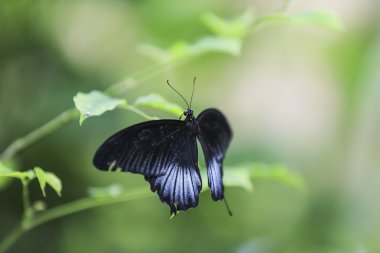 Yeşil arka plana sahip muhteşem kelebek