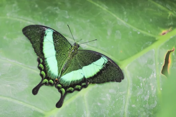 Przepiękny motyl z zielonym tle — Zdjęcie stockowe