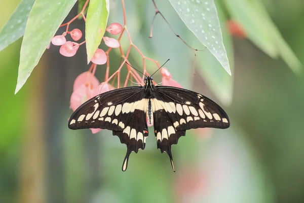 Magnifique papillon avec fond vert Photos De Stock Libres De Droits