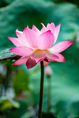 Çiçek açan güzel pembe nilüfer çiçeği