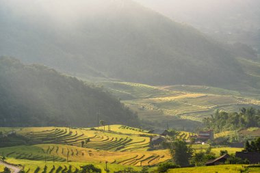 Y, Sapa, Laocai, Vietnam 'daki teras pirinç tarlaları dağlardan görüldü. Pirinç tarlaları Kuzeybatı Vietnam 'da hasat hazırlıyor.