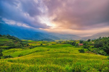 Y, Sapa, Laocai, Vietnam 'daki teras pirinç tarlaları dağlardan görüldü. Pirinç tarlaları Kuzeybatı Vietnam 'da hasat hazırlıyor.