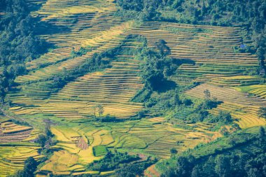 Y, Sapa, Laocai, Vietnam 'daki teras pirinç tarlaları dağlardan görüldü. Pirinç tarlaları Kuzeybatı Vietnam 'da hasat hazırlıyor.