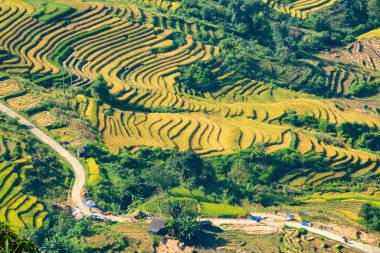 Y, Sapa, Laocai, Vietnam 'daki teras pirinç tarlaları dağlardan görüldü. Pirinç tarlaları Kuzeybatı Vietnam 'da hasat hazırlıyor.