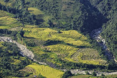 Y, Sapa, Laocai, Vietnam 'daki teras pirinç tarlaları dağlardan görüldü. Pirinç tarlaları Kuzeybatı Vietnam 'da hasat hazırlıyor.