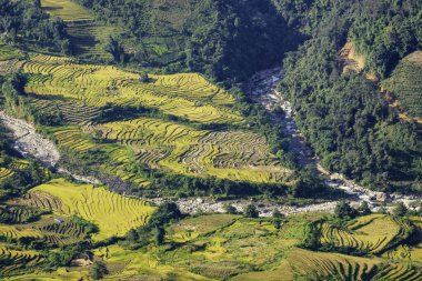 Y, Sapa, Laocai, Vietnam 'daki teras pirinç tarlaları dağlardan görüldü. Pirinç tarlaları Kuzeybatı Vietnam 'da hasat hazırlıyor.