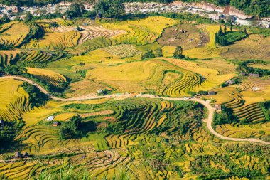 Y, Sapa, Laocai, Vietnam 'daki teras pirinç tarlaları dağlardan görüldü. Pirinç tarlaları Kuzeybatı Vietnam 'da hasat hazırlıyor.