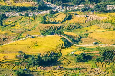 Y, Sapa, Laocai, Vietnam 'daki teras pirinç tarlaları dağlardan görüldü. Pirinç tarlaları Kuzeybatı Vietnam 'da hasat hazırlıyor.