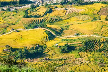 Y, Sapa, Laocai, Vietnam 'daki teras pirinç tarlaları dağlardan görüldü. Pirinç tarlaları Kuzeybatı Vietnam 'da hasat hazırlıyor.
