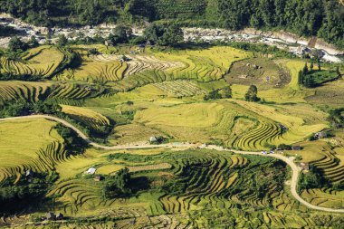 Y, Sapa, Laocai, Vietnam 'daki teras pirinç tarlaları dağlardan görüldü. Pirinç tarlaları Kuzeybatı Vietnam 'da hasat hazırlıyor.