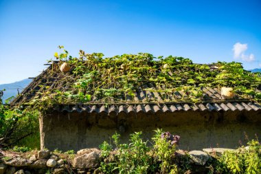 Y, Sapa, Laocai, Vietnam 'daki teras pirinç tarlaları dağlardan görüldü. Pirinç tarlaları Kuzeybatı Vietnam 'da hasat hazırlıyor.