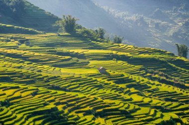 Y, Sapa, Laocai, Vietnam 'daki teras pirinç tarlaları dağlardan görüldü. Pirinç tarlaları Kuzeybatı Vietnam 'da hasat hazırlıyor.