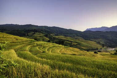 Y, Sapa, Laocai, Vietnam 'daki teras pirinç tarlaları dağlardan görüldü. Pirinç tarlaları Kuzeybatı Vietnam 'da hasat hazırlıyor.