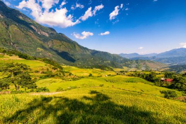 Y, Sapa, Laocai, Vietnam 'daki teras pirinç tarlaları dağlardan görüldü. Pirinç tarlaları Kuzeybatı Vietnam 'da hasat hazırlıyor.