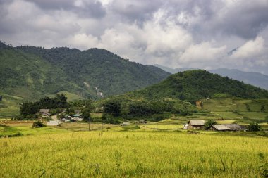 Y, Sapa, Laocai, Vietnam 'daki teras pirinç tarlaları dağlardan görüldü. Pirinç tarlaları Kuzeybatı Vietnam 'da hasat hazırlıyor.