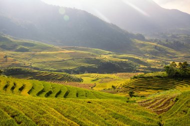 Y, Sapa, Laocai, Vietnam 'daki teras pirinç tarlaları dağlardan görüldü. Pirinç tarlaları Kuzeybatı Vietnam 'da hasat hazırlıyor.