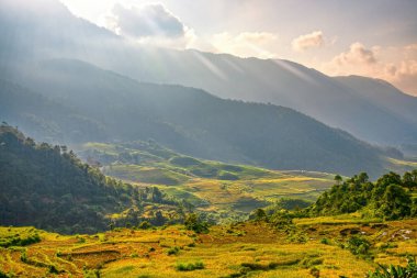 Y, Sapa, Laocai, Vietnam 'daki teras pirinç tarlaları dağlardan görüldü. Pirinç tarlaları Kuzeybatı Vietnam 'da hasat hazırlıyor.