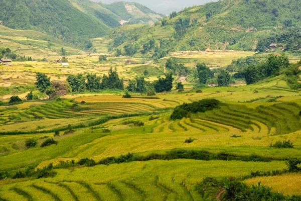 山から見たY Tyの棚田 ラオカイ ベトナム 水田はベトナム北西部で収穫を準備する — ストック写真
