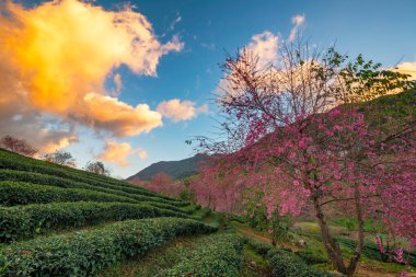 Sapa, Vietnam 'daki çay tepesinde güzel kiraz çiçekleri açıyor.