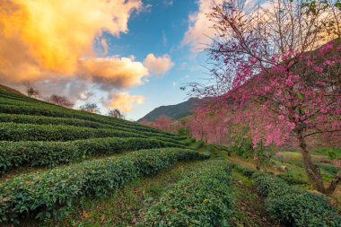 Sapa, Vietnam 'daki çay tepesinde güzel kiraz çiçekleri açıyor.