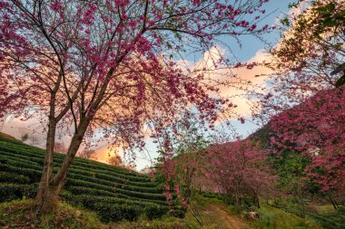 Sapa, Vietnam 'daki çay tepesinde güzel kiraz çiçekleri açıyor.