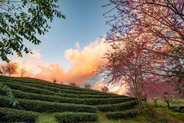 Sapa, Vietnam 'daki çay tepesinde güzel kiraz çiçekleri açıyor.