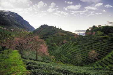 Sapa, Vietnam 'daki çay tepesinde güzel kiraz çiçekleri açıyor.